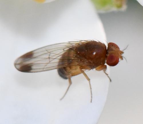 Drosophila suzukii